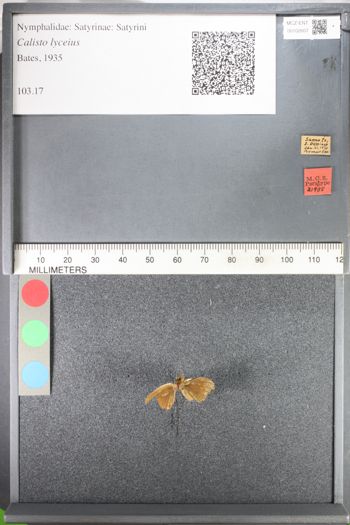 Media type: image;   Entomology 102607